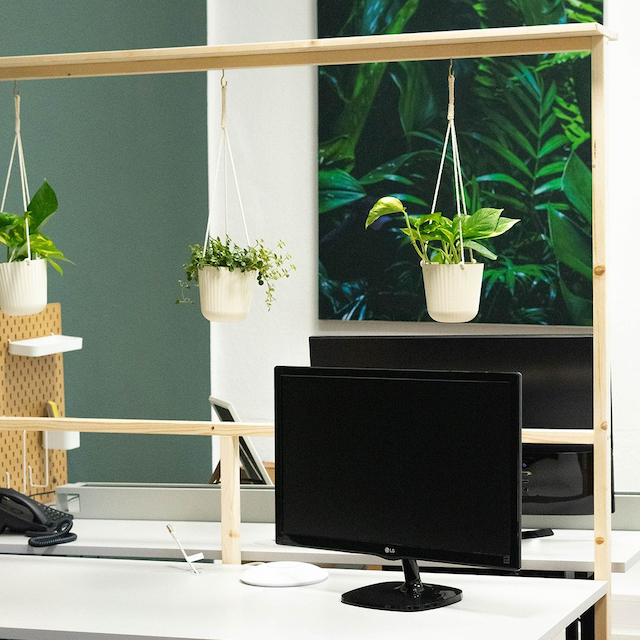 Schreibtisch mit Monitor und Hängepflanzen im Hintergrund ein Bild mit grünen Blättern